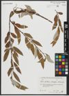 Foto von Salix alba subsp. micans (Andersson) Rech. f.